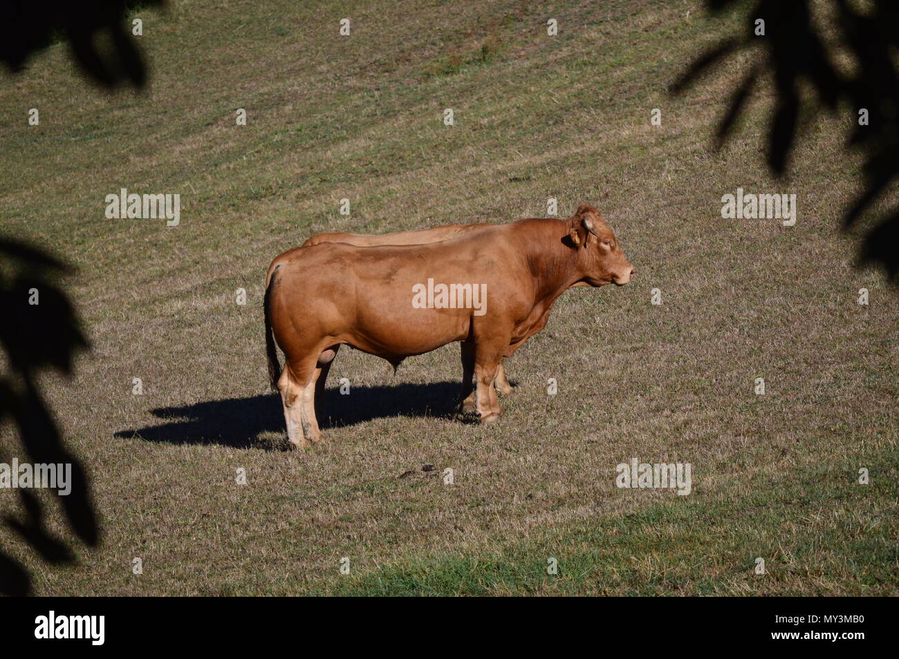 Cows Grazing and Sunbathing in the Meadows of the Mountains of Galicia. Travel Animals Nature. August 18, 2016. Rebedul, Becerrea Lugo Galicia Spain. Stock Photo