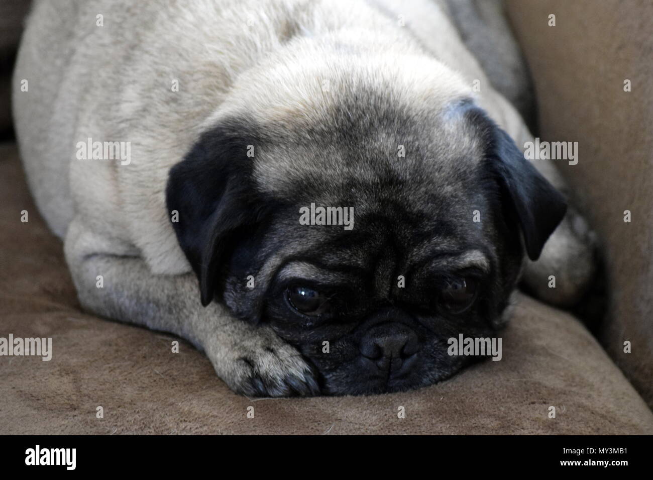 Pug with attitude Stock Photo
