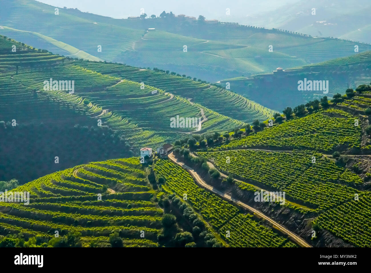 Bird's eye view of wine yards in the Torto River Valley, Portugal. Stock Photo