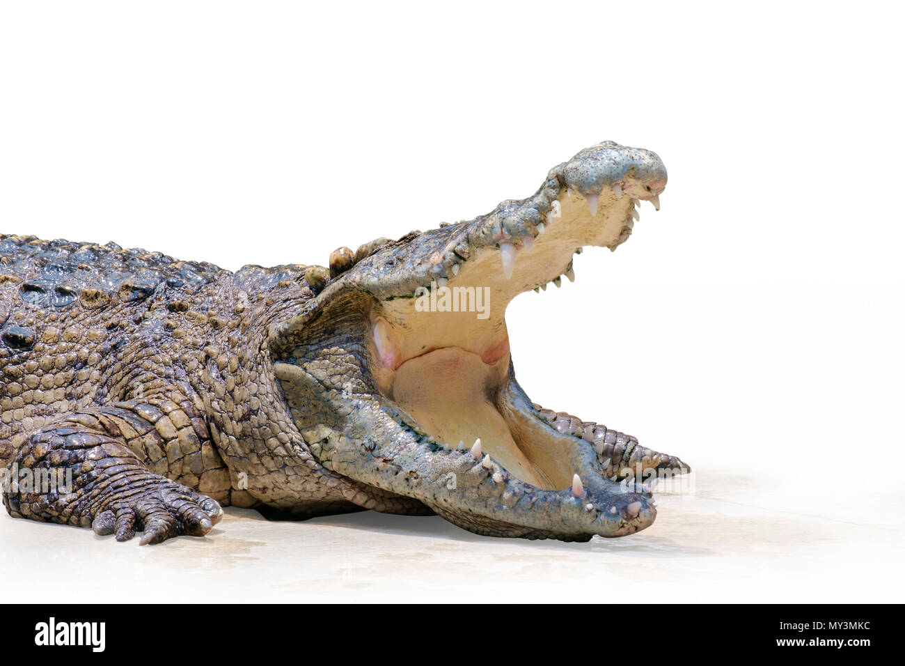 Inflatable alligator hi-res stock photography and images - Alamy