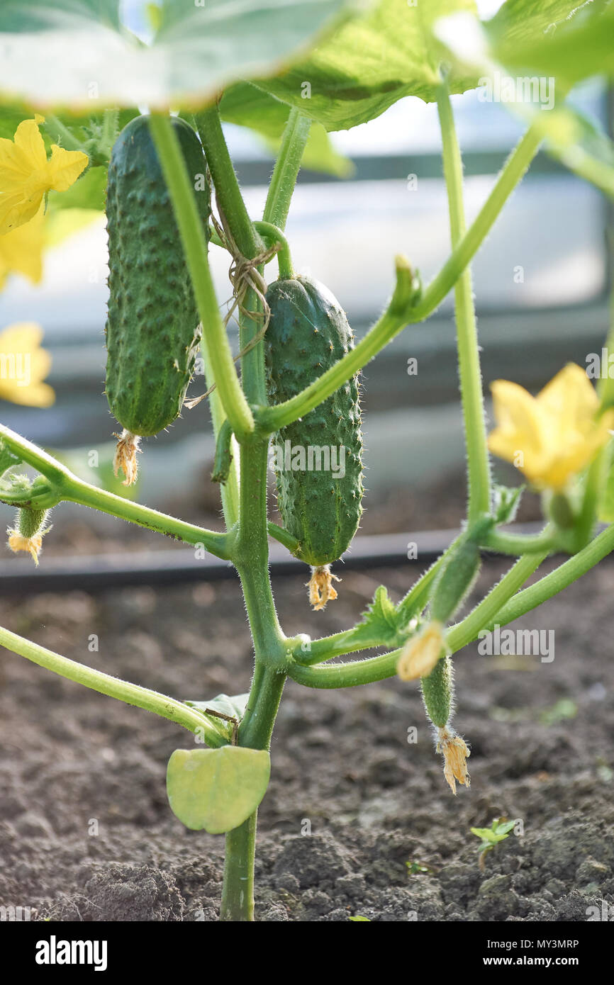 Stem of cucumber with several vegetables growing on the ground Stock