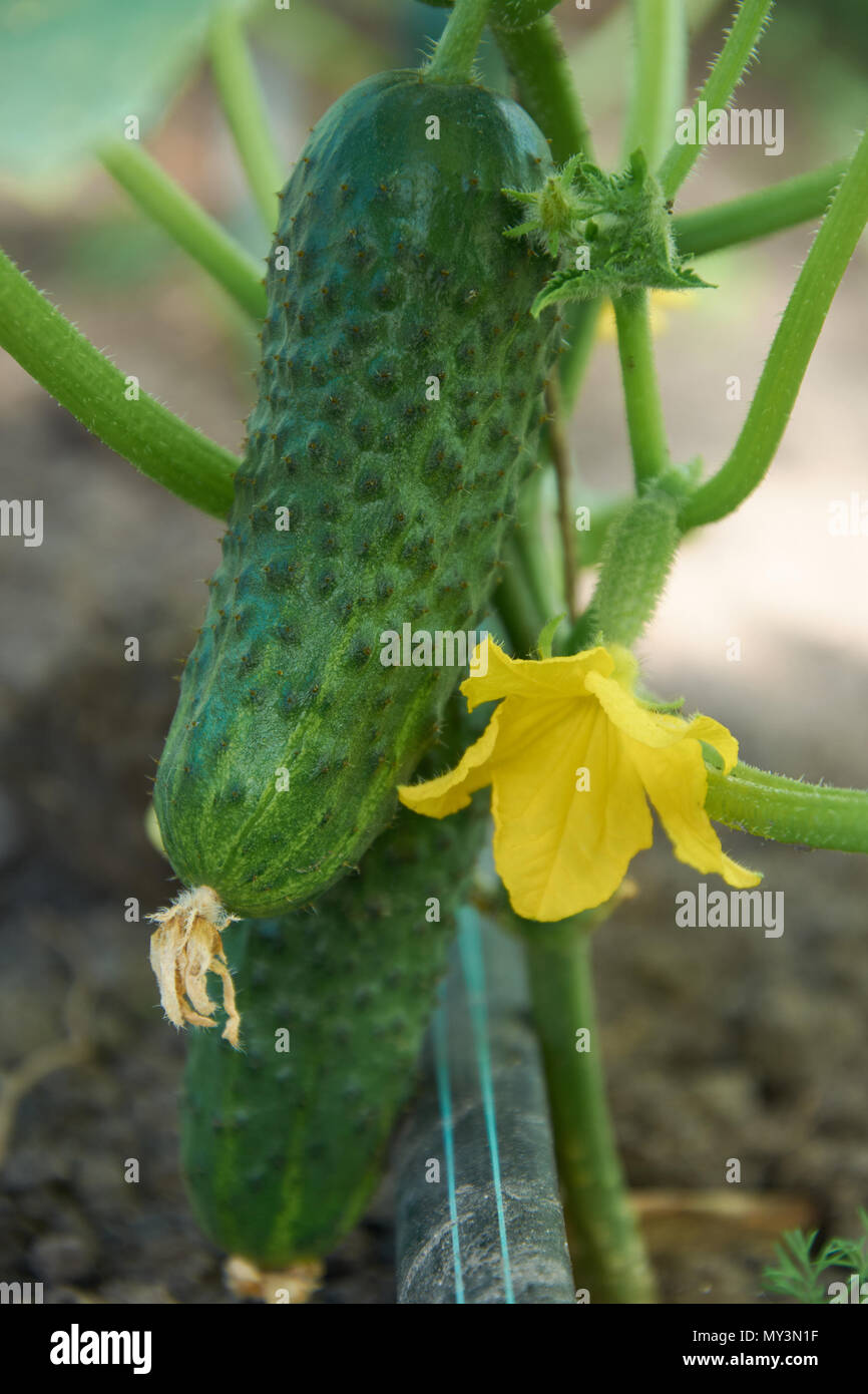 Several ripe cucumber grow near the ground Stock Photo - Alamy