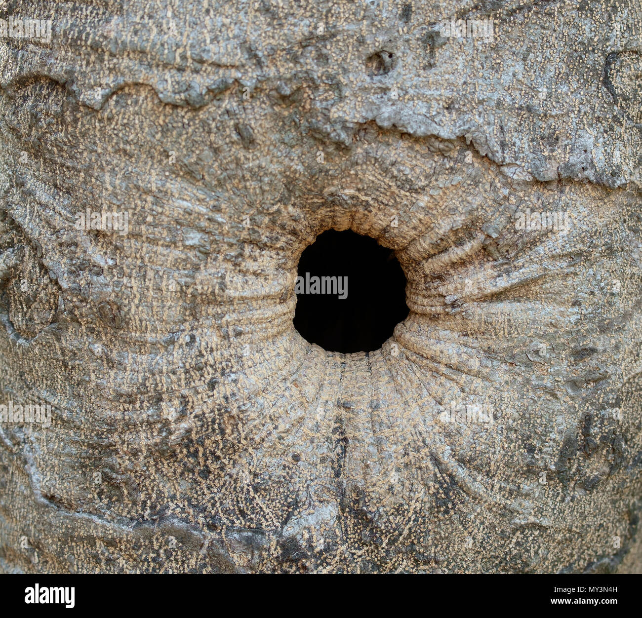 Abstract texture background of tree trunk. Soft focus. Stock Photo