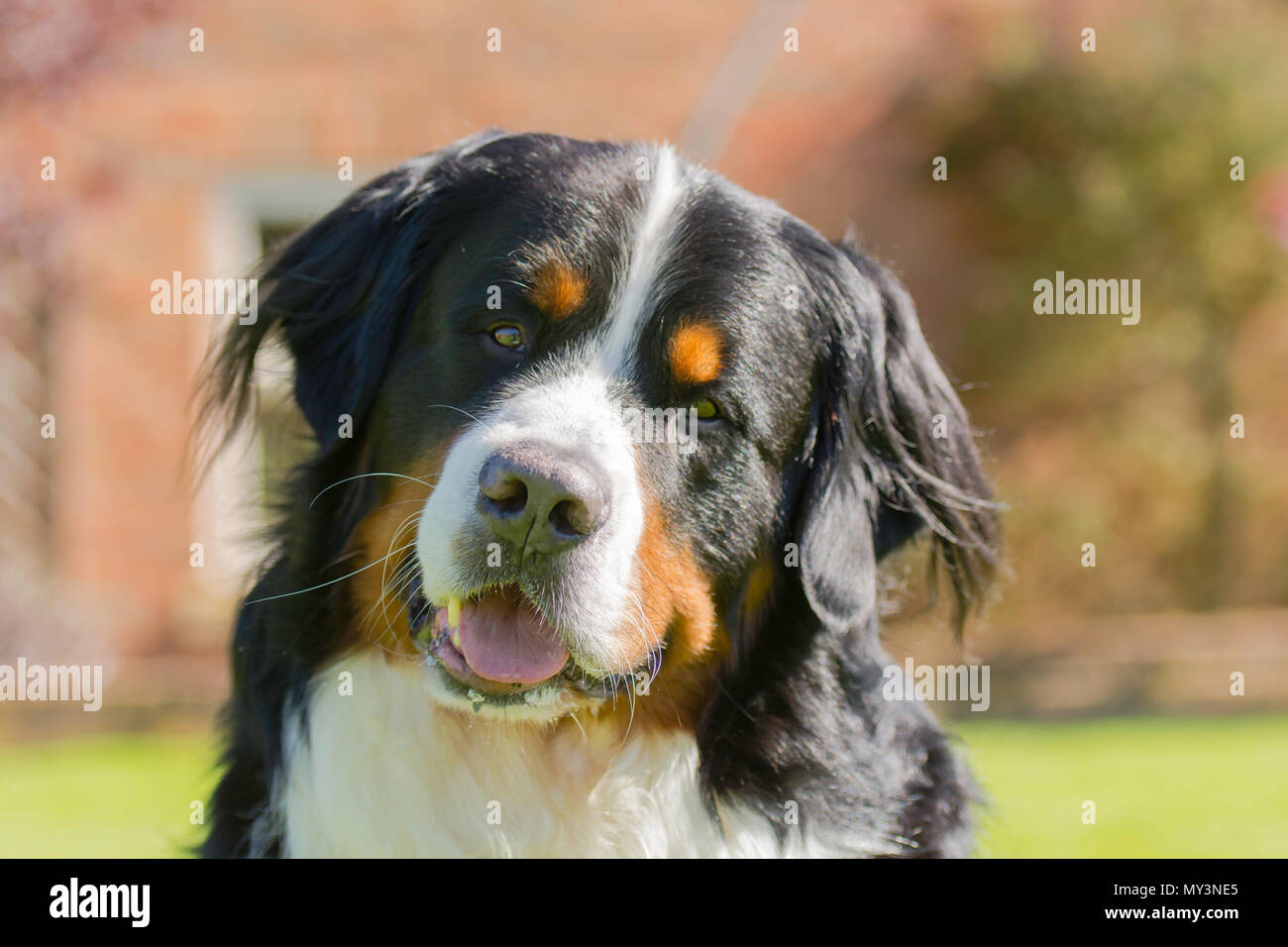 Tilting head hires stock photography and images Alamy