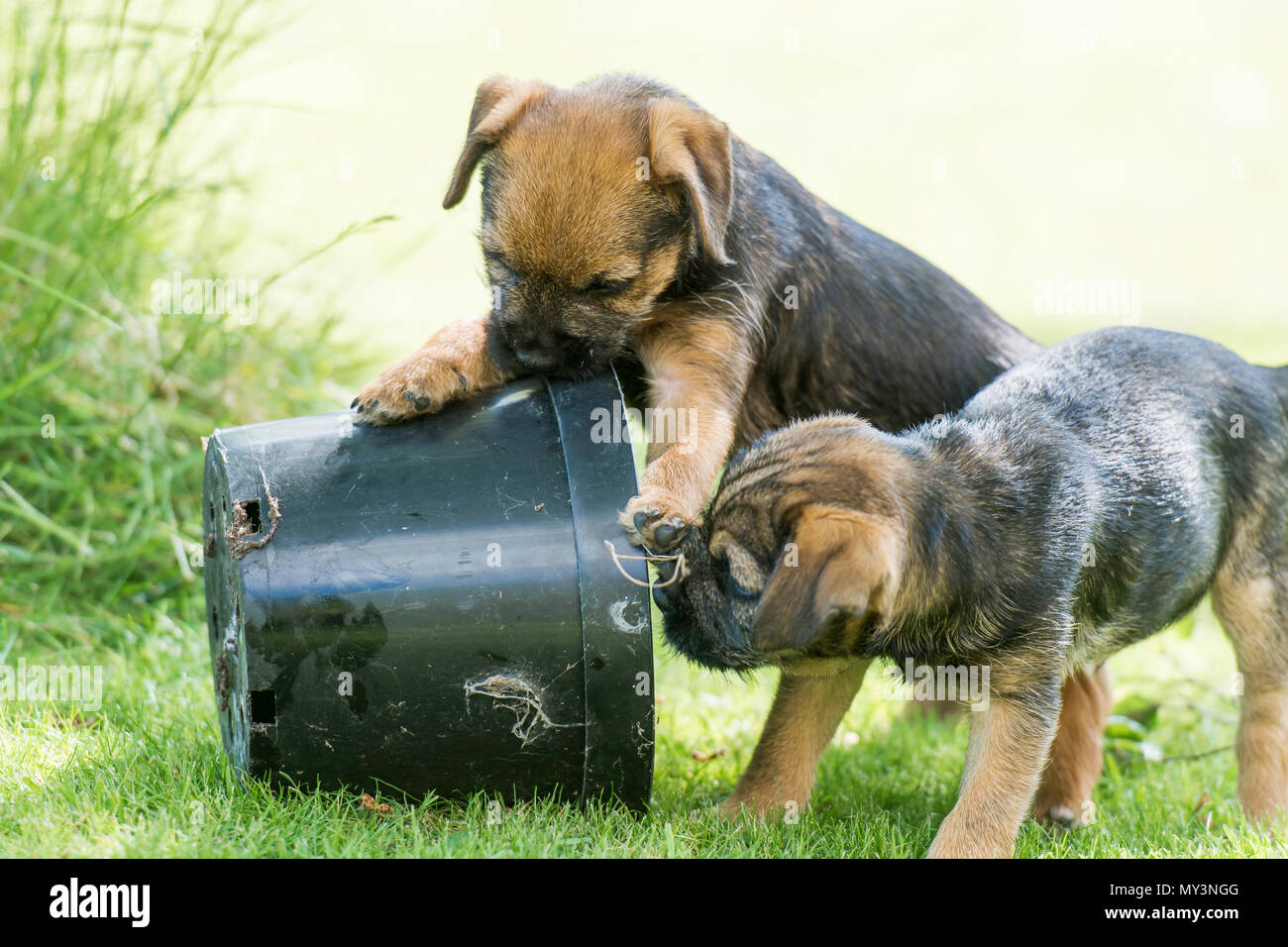 pair of border terrier puppies playing with a plant pot Stock Photo
