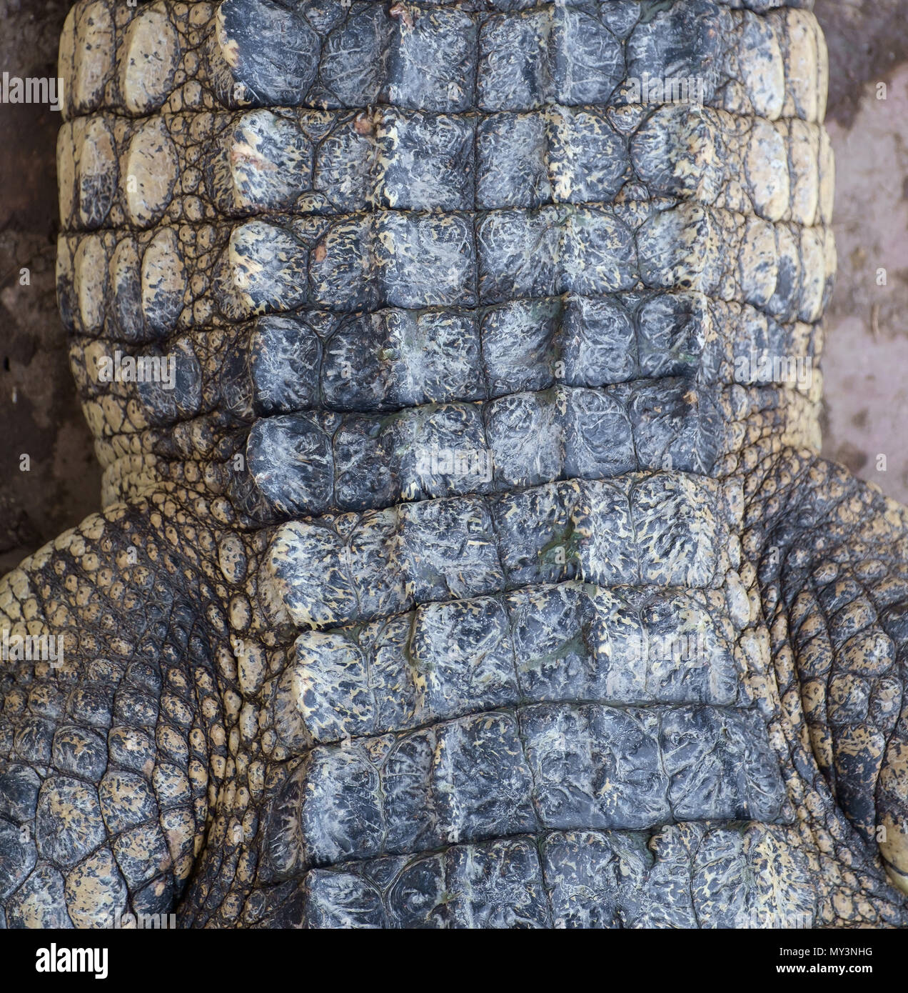 Pink Leather Crocodile Skin Stock Image - Image of skin, leather: 162428363