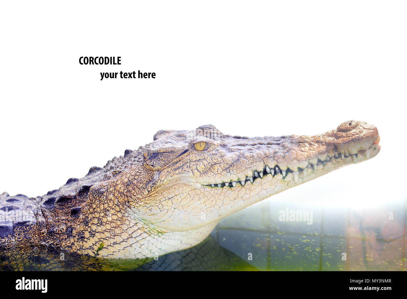 croc in space