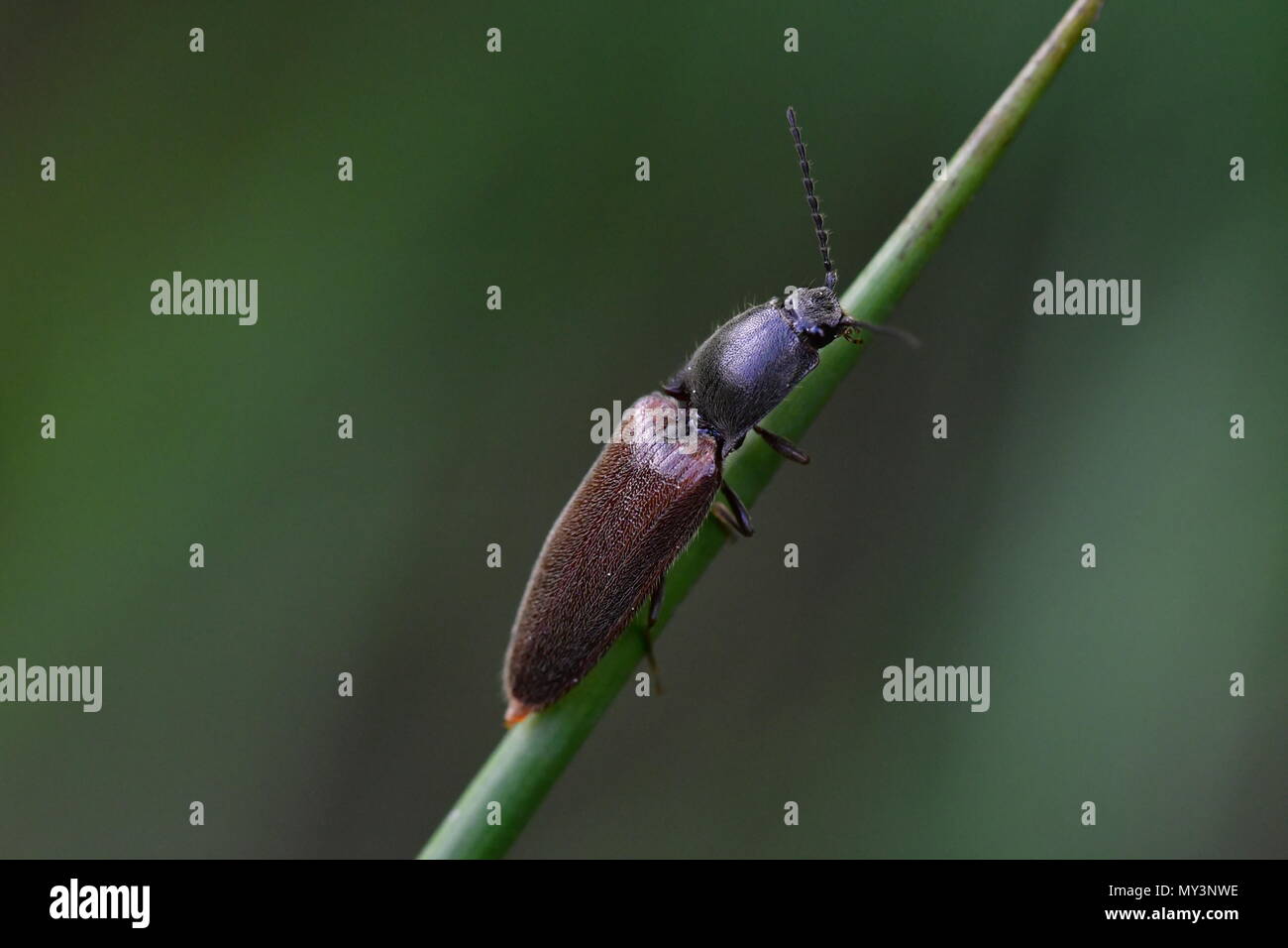 click beetle Stock Photo