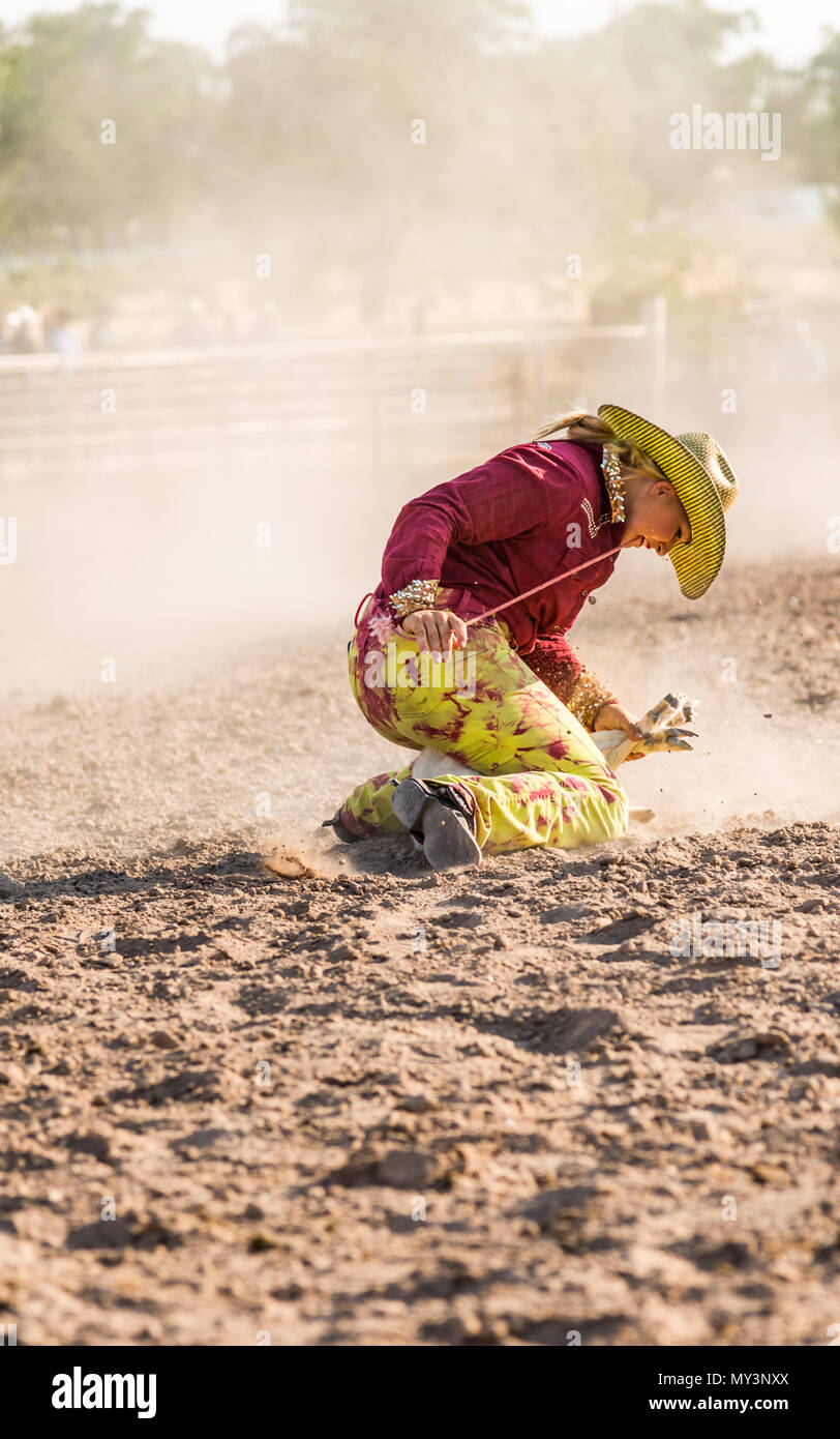 Cowgirl at rodeo goat roping event ties the goats feet Stock Photo Alamy