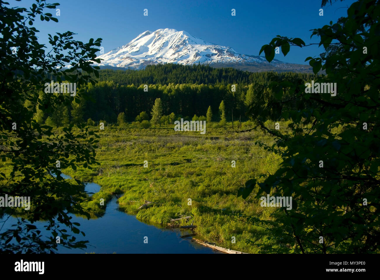 Mt Adams view, Trout Lake Natural Area Preserve, Trout Lake, Washington