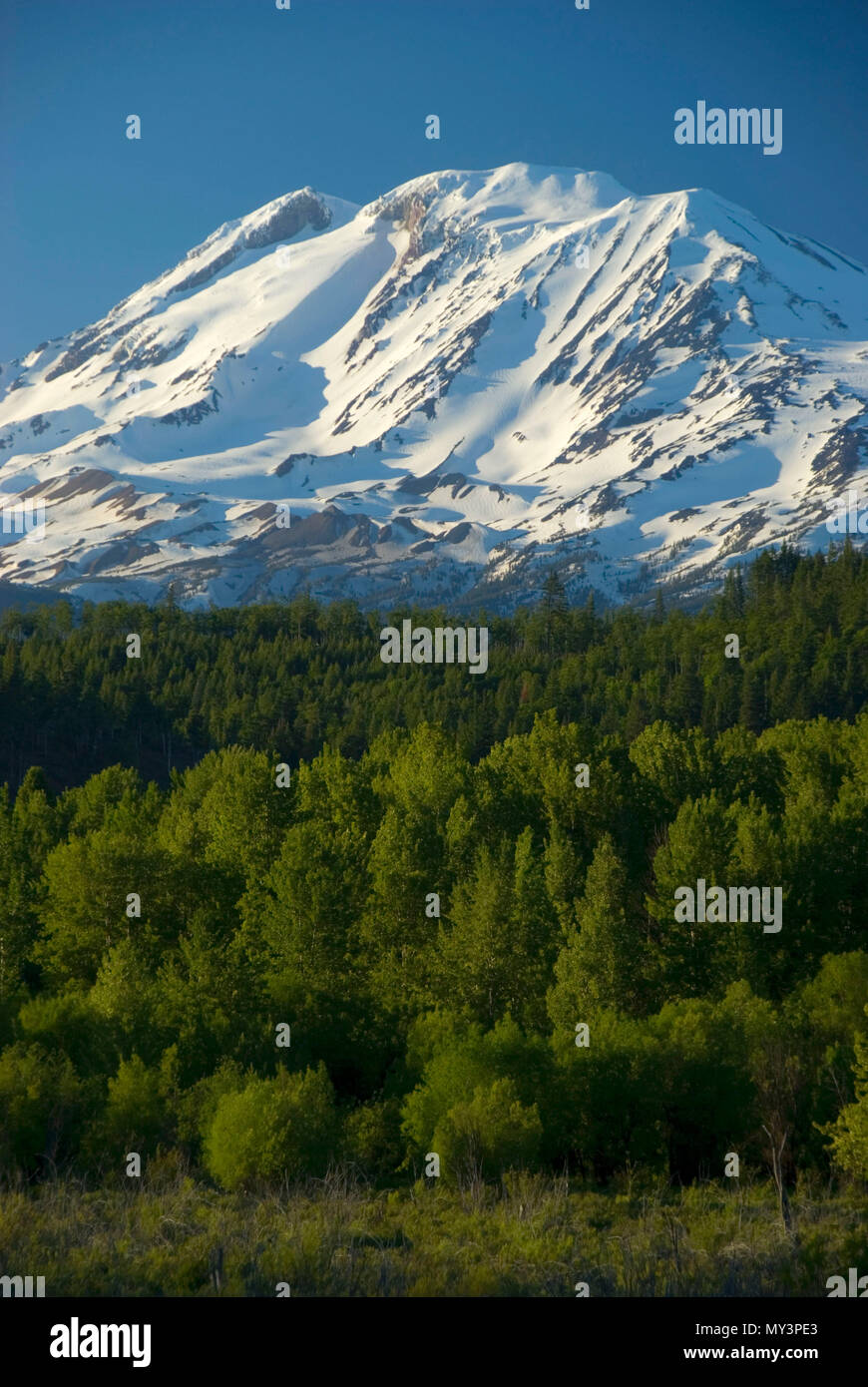 Mt Adams view, Trout Lake Natural Area Preserve, Trout Lake, Washington