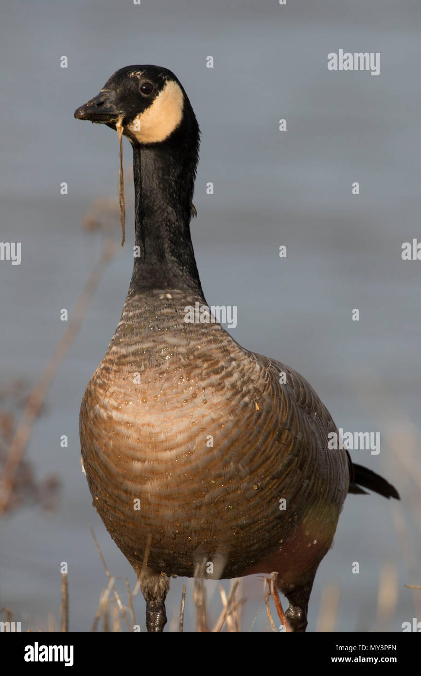 Dusky canada goose hi-res stock photography and images - Alamy