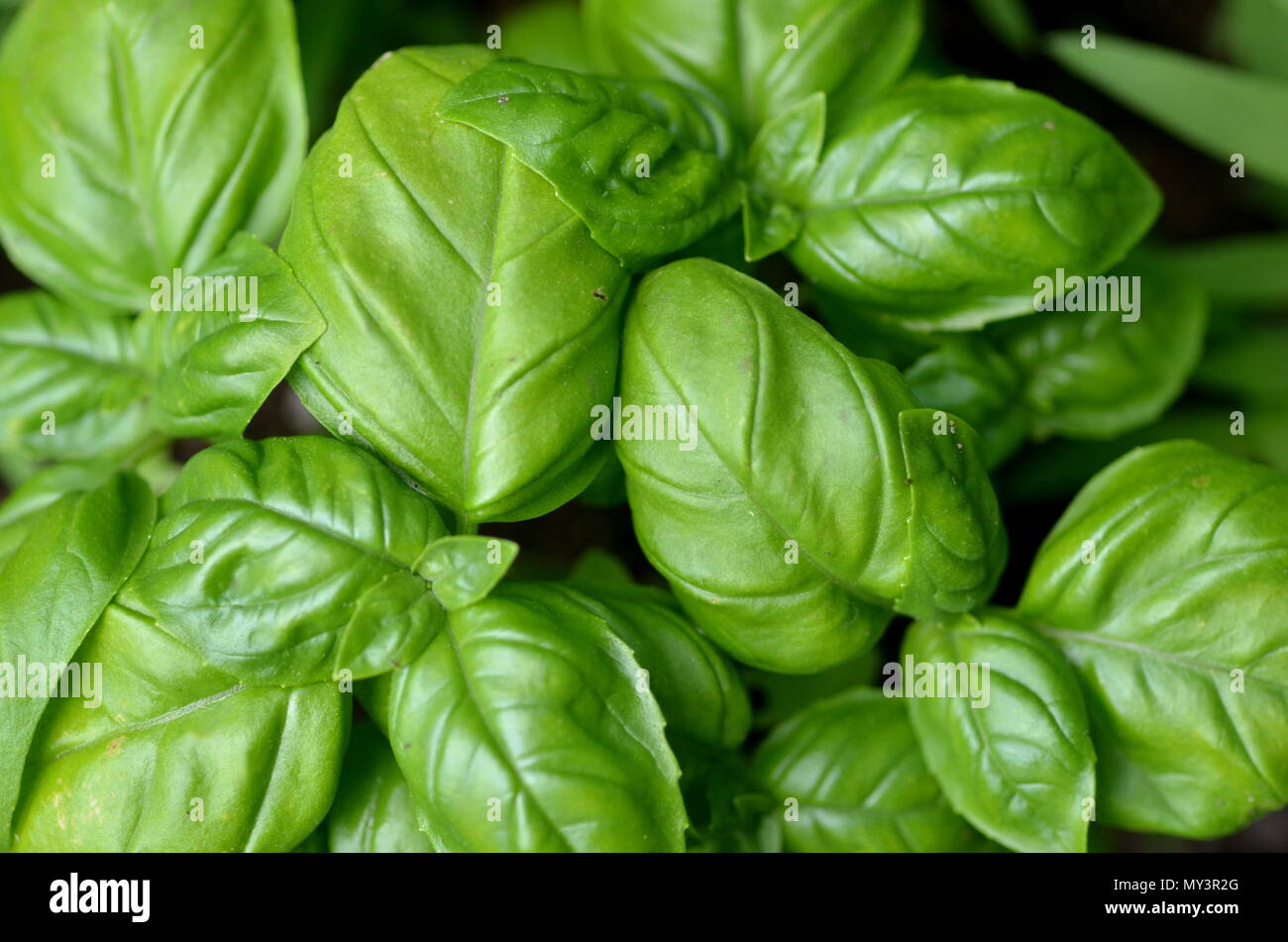 Top view of fresh sweet basil (Ocimum basilicum) plant and leaves ...