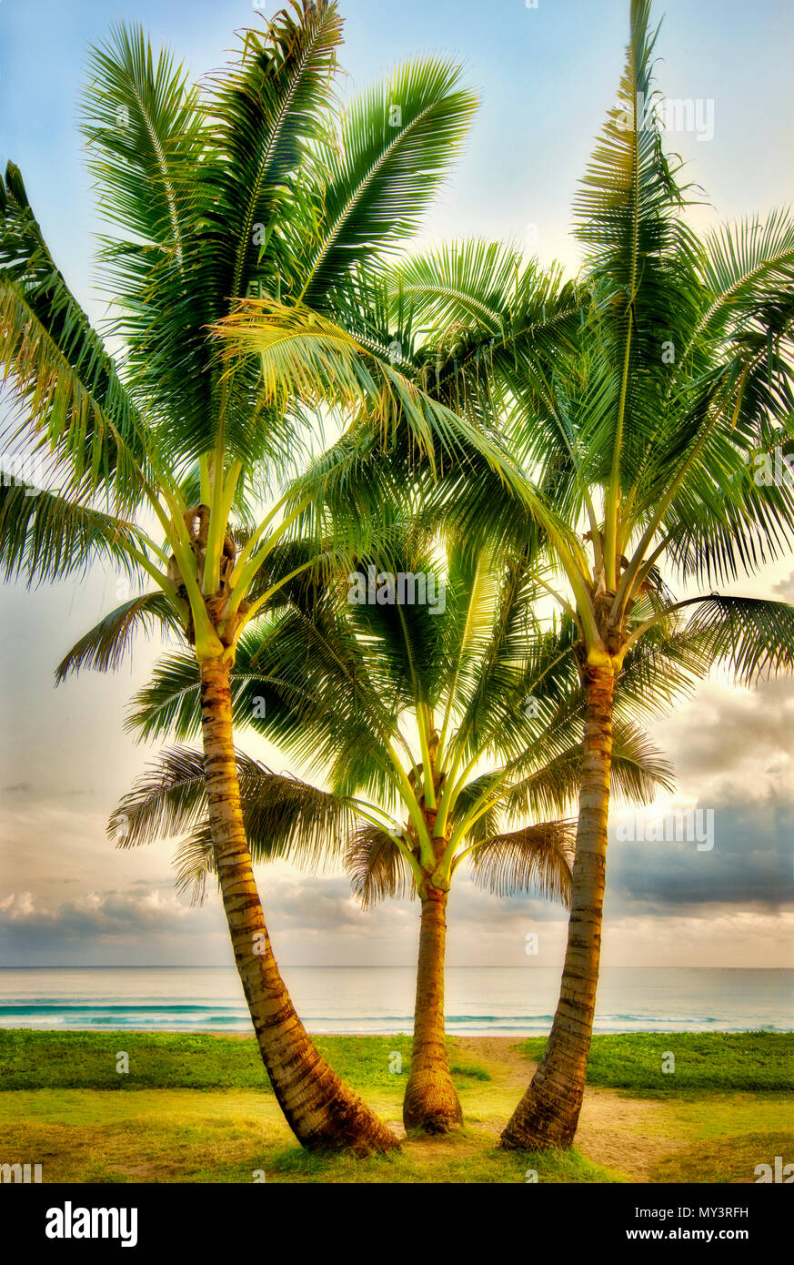 Three palm trees in Hanalei Bay, Kauai, Hawaii Stock Photo Alamy