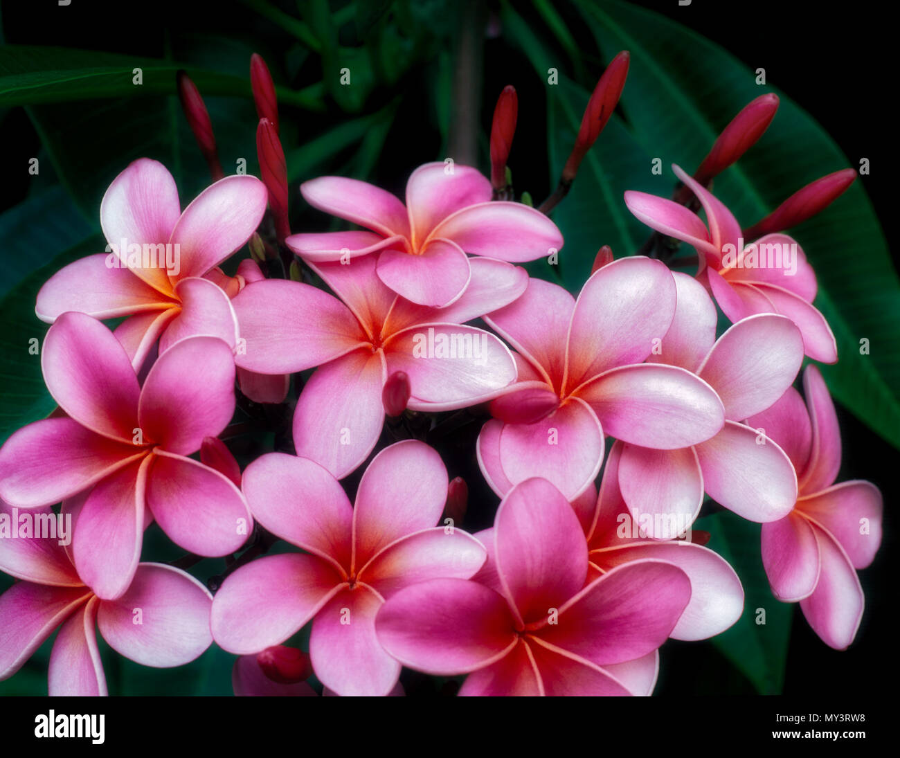 Plumeria (plumeria rubra). Maui Enchanting Gardens. Maui, Hawaii Stock