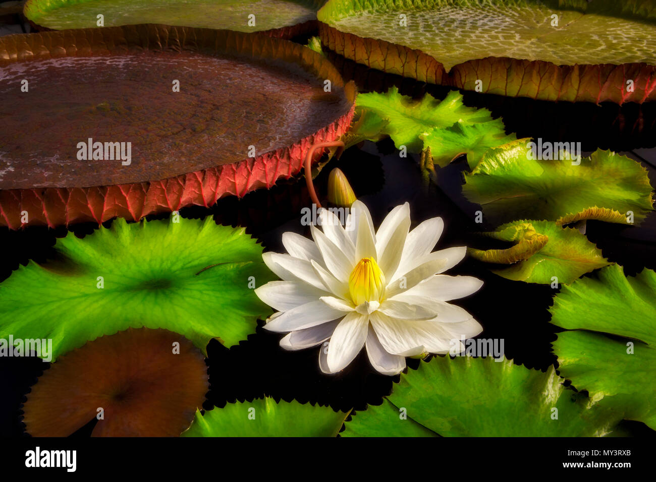 Tropical lily bloom and leaves of Amazon Lilies, Victoria lilies. Hughes Water Gardens. Oregon