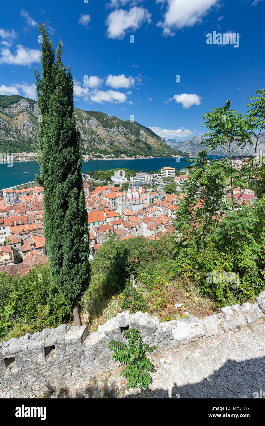 View of Kotor from above with a tall tree in Montenegro Stock