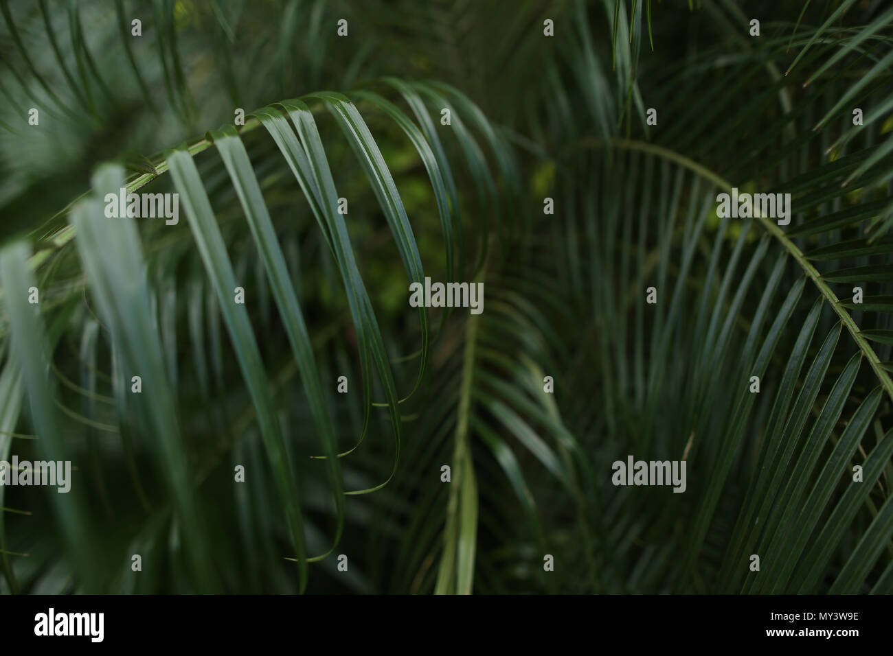 Palm leaves in background Stock Photo - Alamy