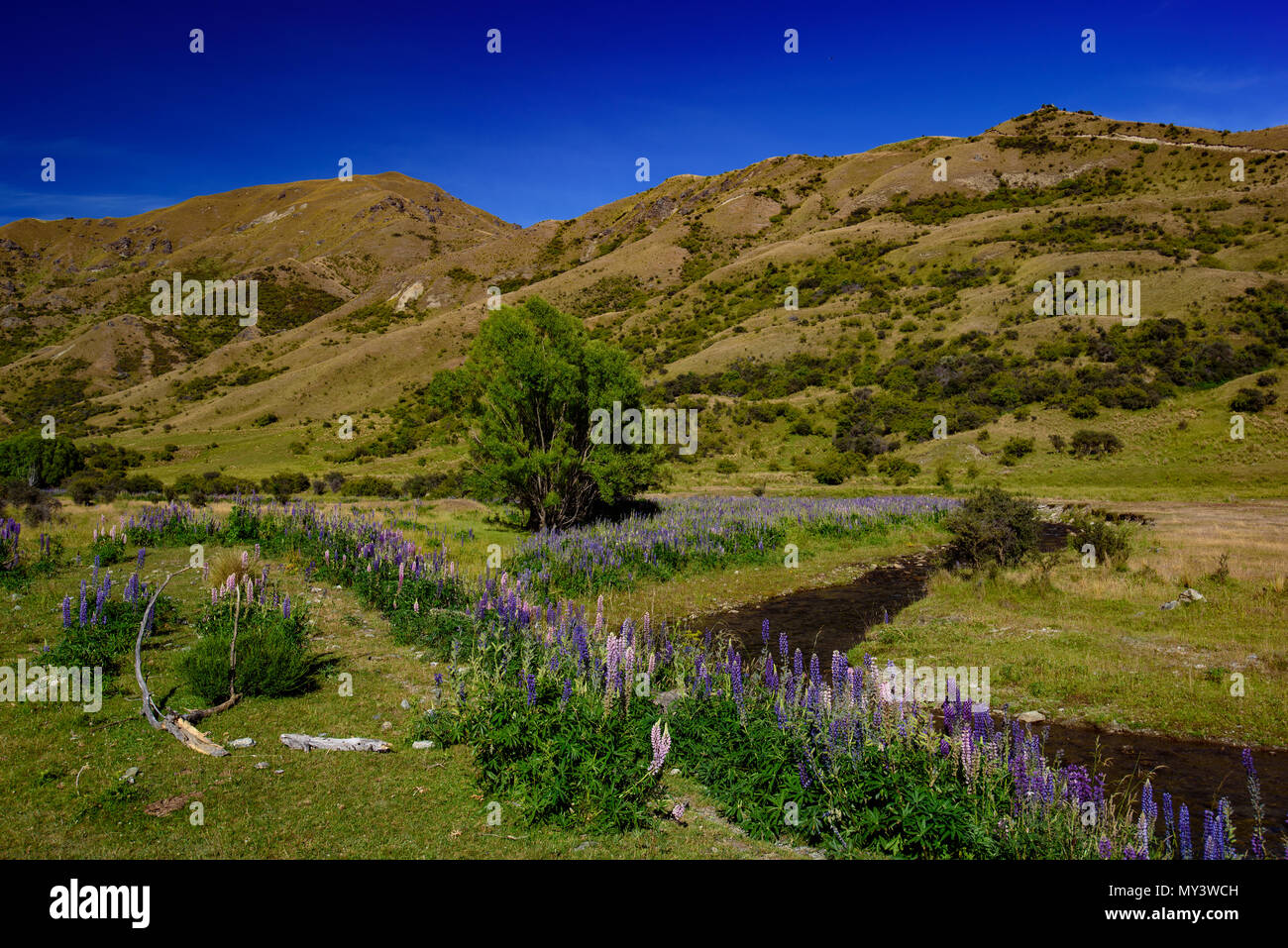 Lupine flowers in the valley, South Island, New Zealand Stock Photo