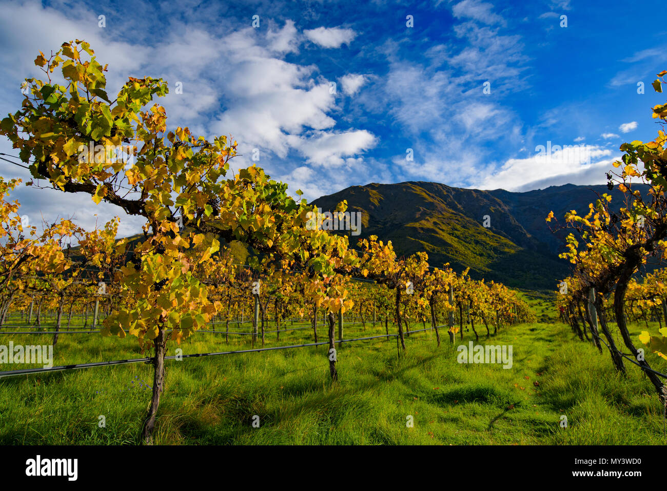 Grape vineyard in autumn, South Island, New Zealand Stock Photo