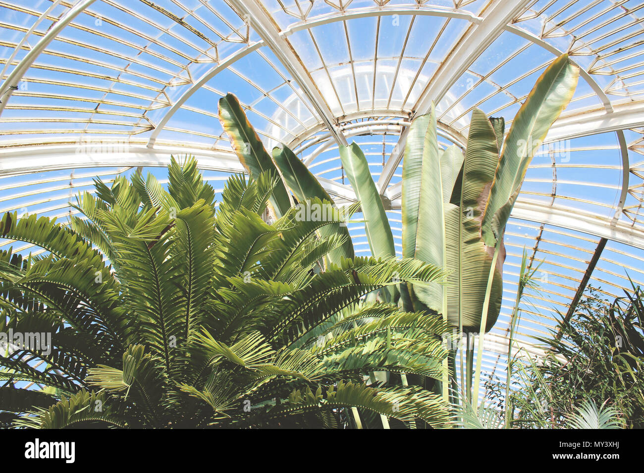 Palm trees and banana leafes in the Palm House of Kew Gardens, London