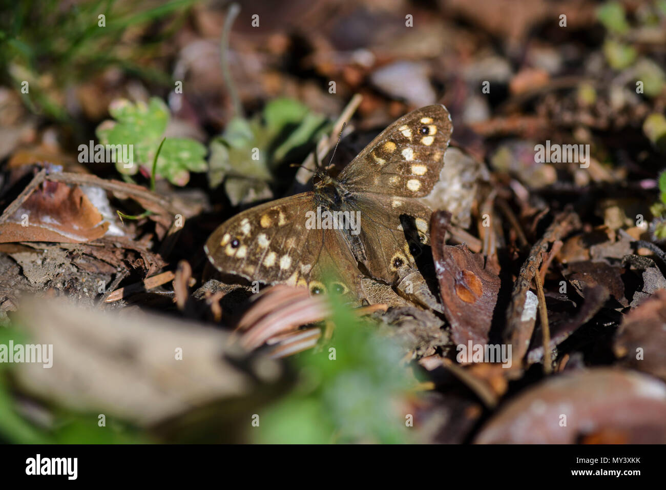 Butterfly behind grass, butterfly eating dandelion flower nectar Stock