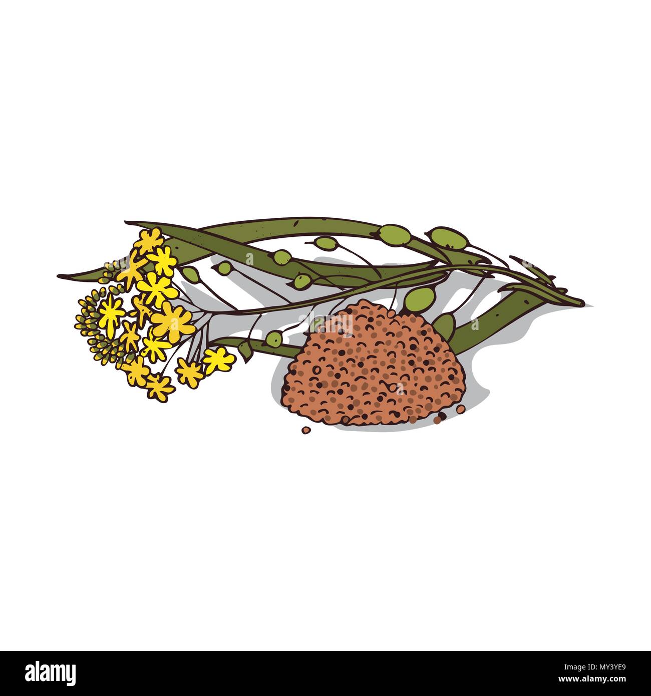 Isolated clipart Camelina sativa Stock Vector