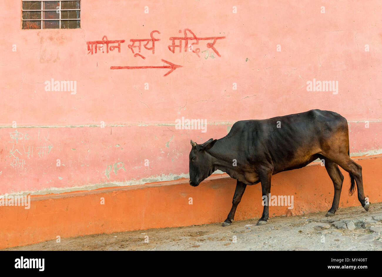 holy indian cow in front of a pink wall in jaipur Stock Photo