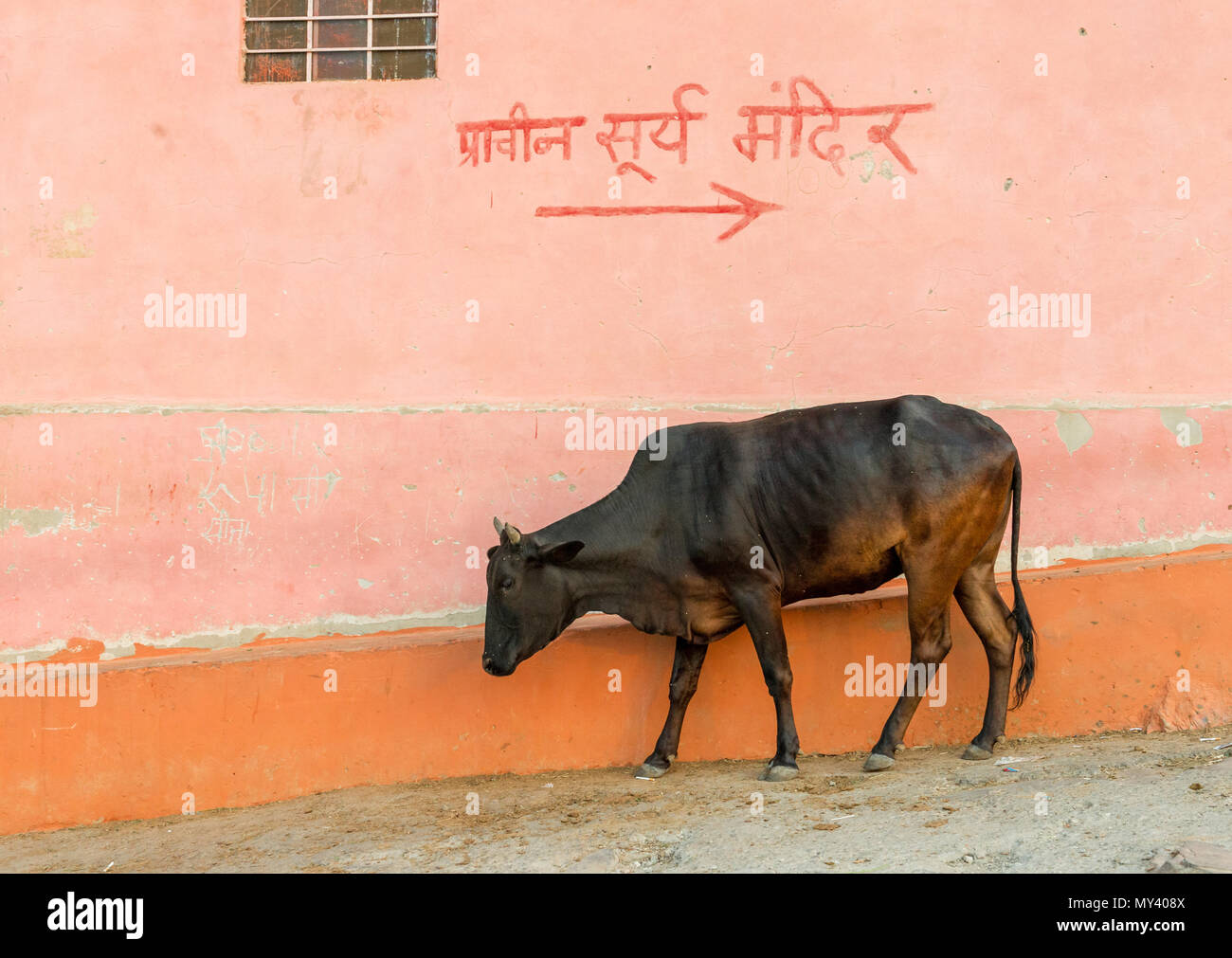 holy indian cow in front of a pink wall in jaipur Stock Photo Alamy