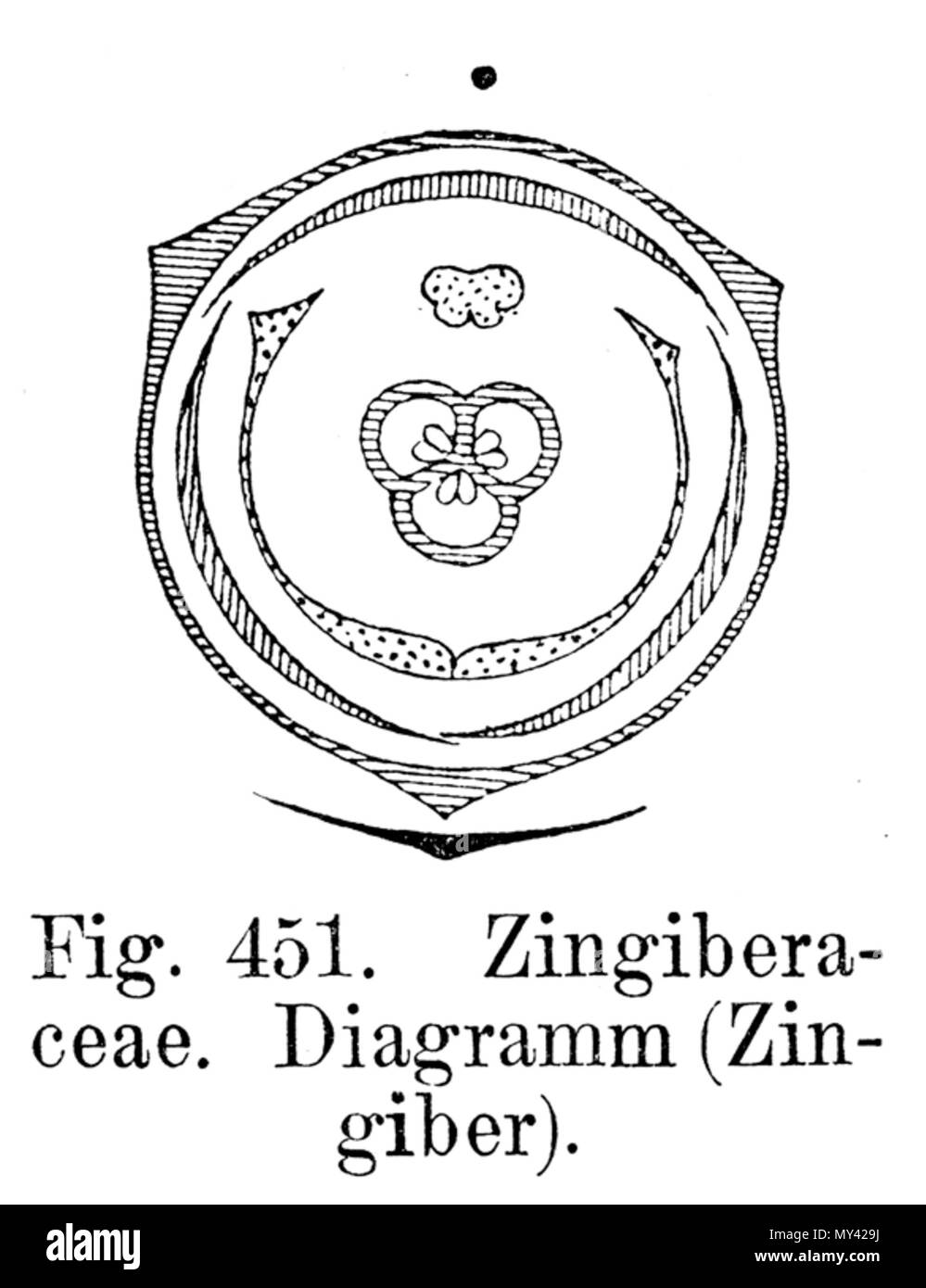 Blütendiagramm hires stock photography and images Alamy