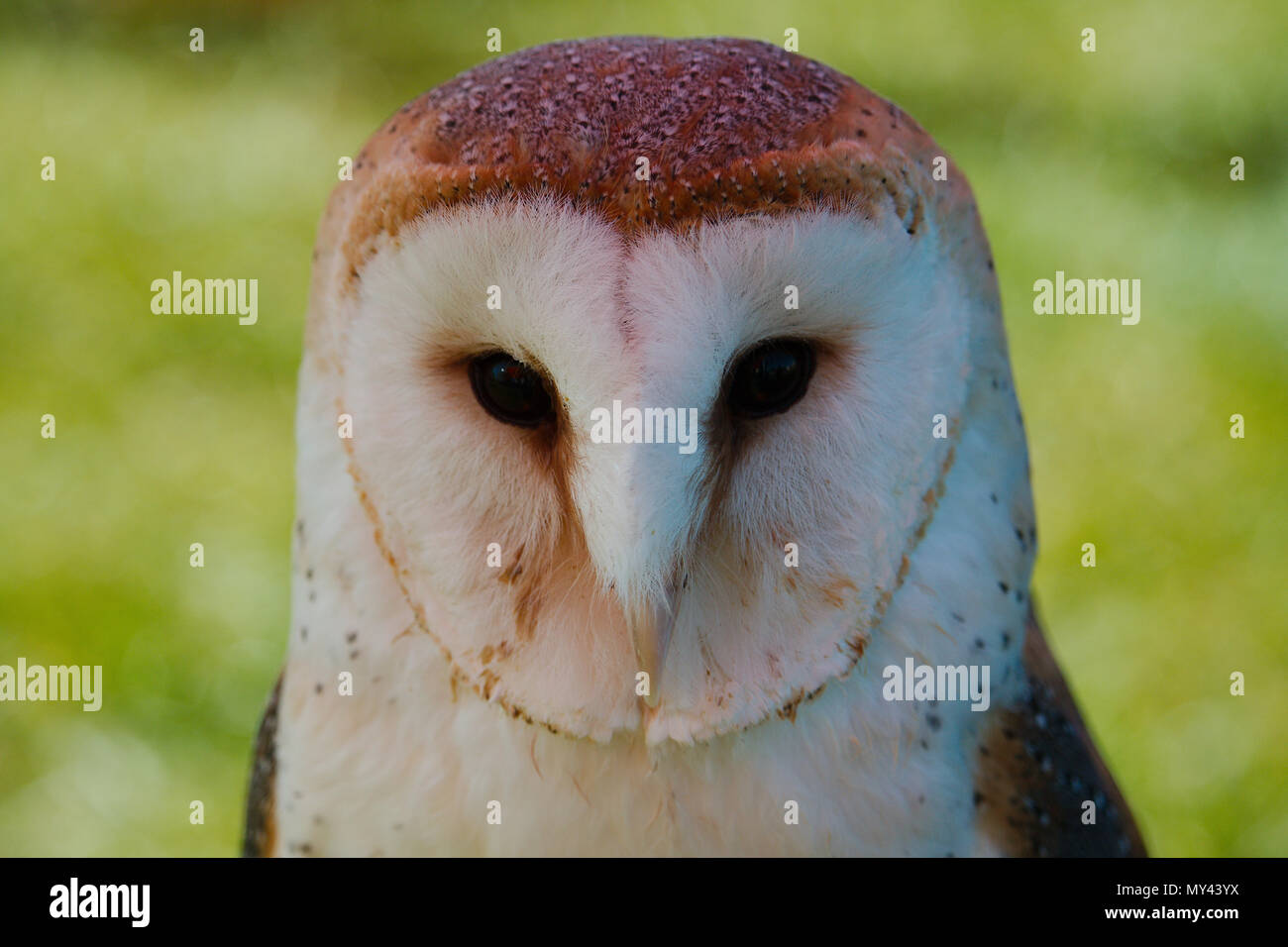 Head on portrait view of a barn owl, showing the the classic shape of this bird's head. Stock Photo