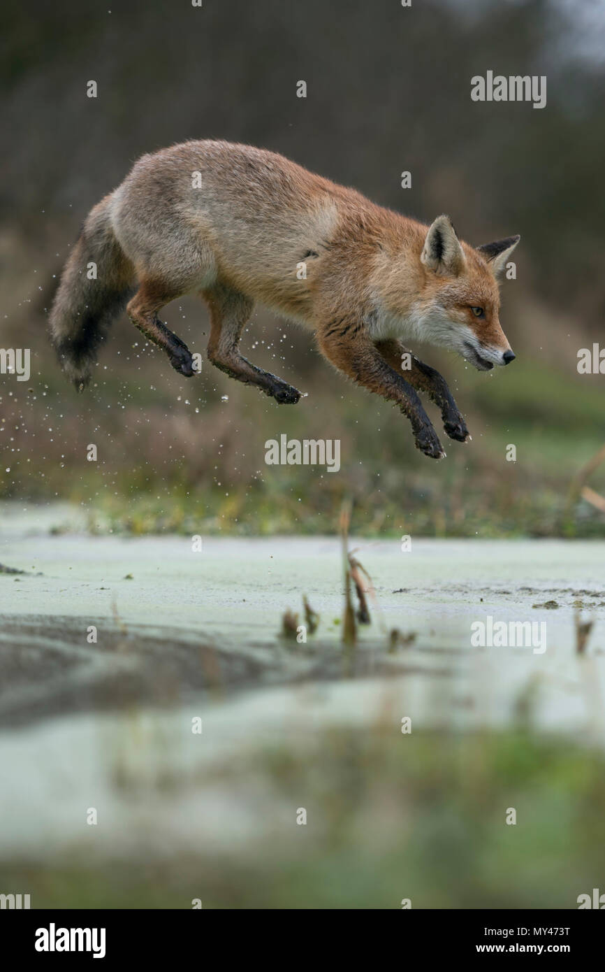 Red Fox / Rotfuchs ( Vulpes vulpes ), adult in winterfur, jumping over a little creek in a swamp, far jump, looks funny, wildife, Europe. Stock Photo