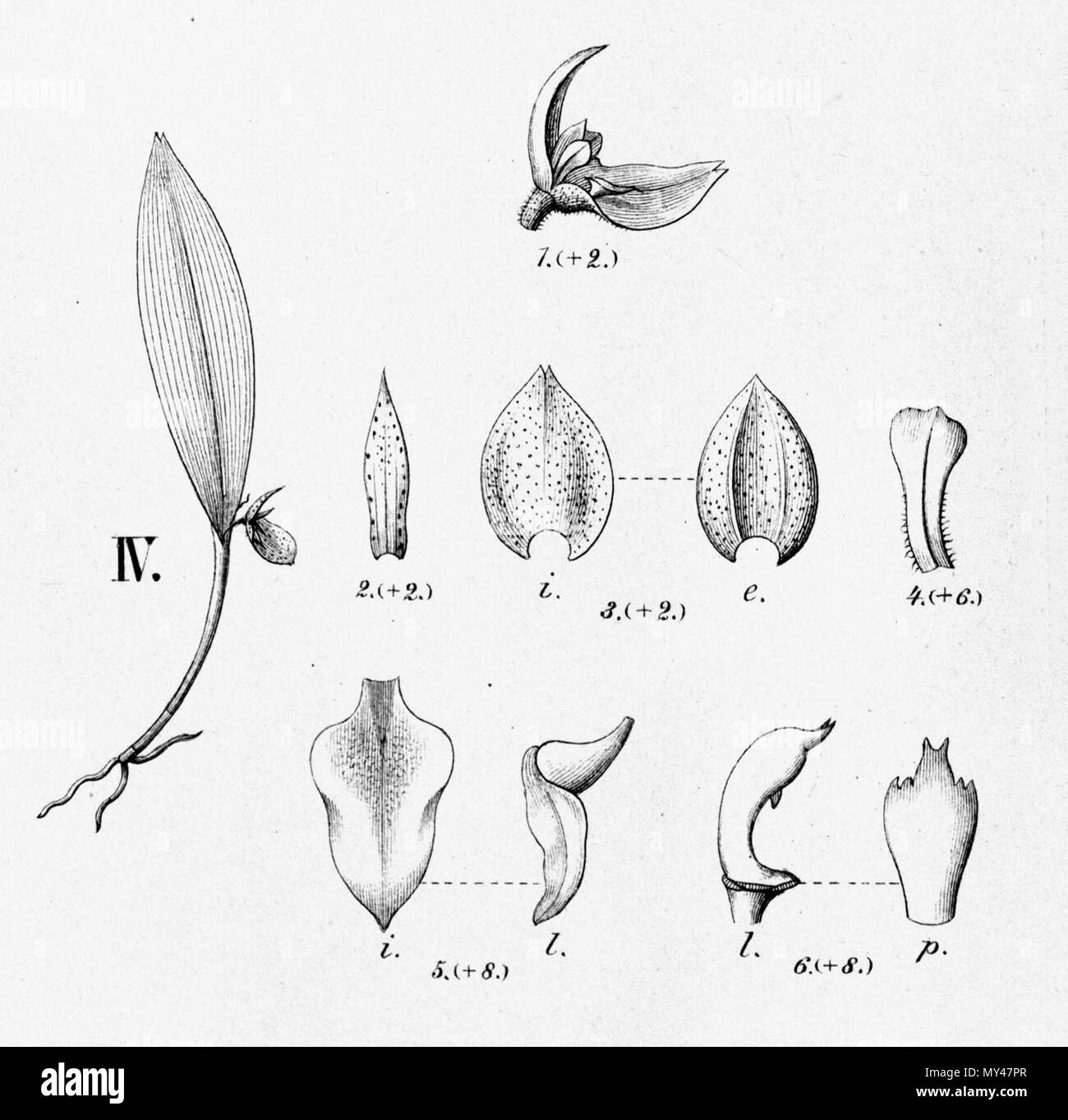. Illustration of Acianthera bicornuta (as syn. Pleurothallis bicornuta) . between 1893 and 1896. Alfred Cogniaux (1841 - 1916) 22 Acianthera bicornuta (as syn. Pleurothallis bicornuta) - cutout from Fl.Br.3-4-97 - fig. IV Stock Photo