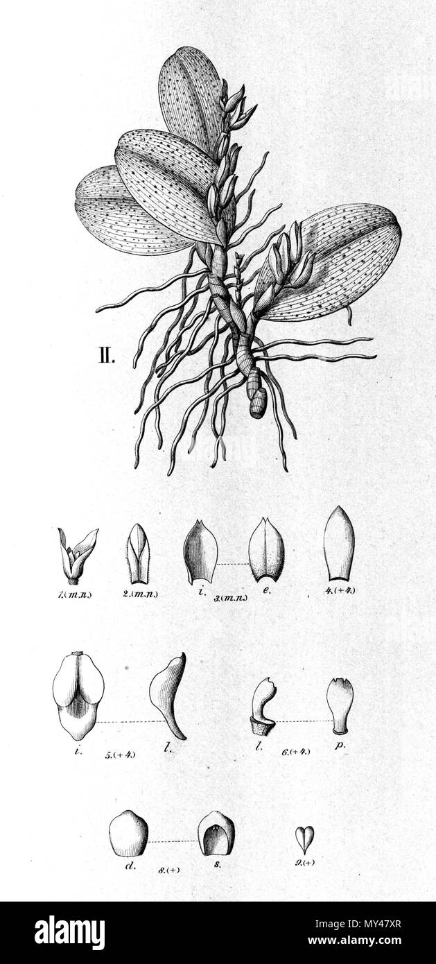 . Illustration of Acianthera recurva (as syn. Pleurothallis lilacina) . between 1893 and 1896. Alfred Cogniaux (1841 - 1916) 22 Acianthera recurva (as Pleurothallis lilacina) - cutout from Fl.Br.3-4-101 fig. II Stock Photo