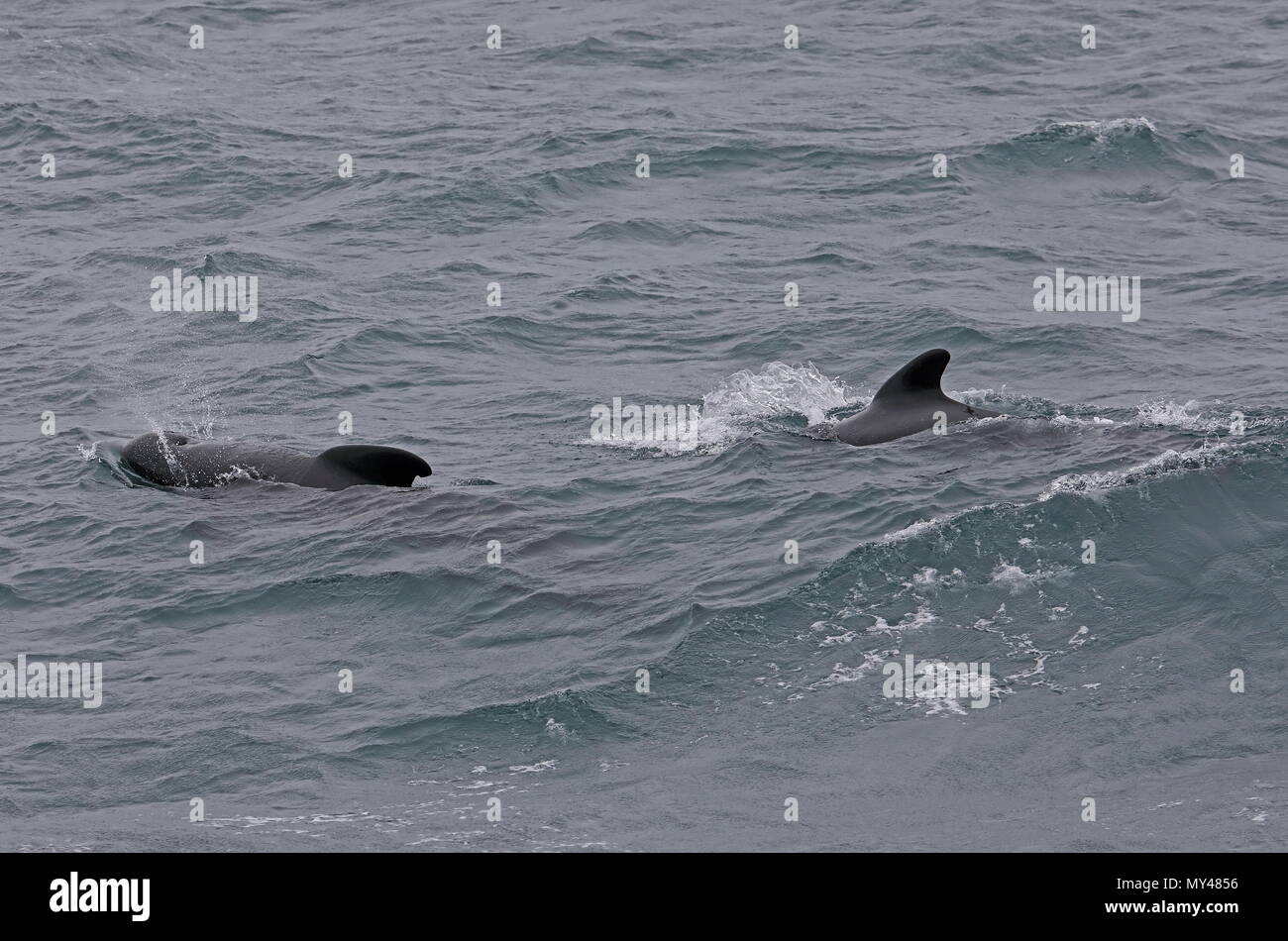 Longfinned Pilot Whale (Globicephala melas melas) two adults surfacing