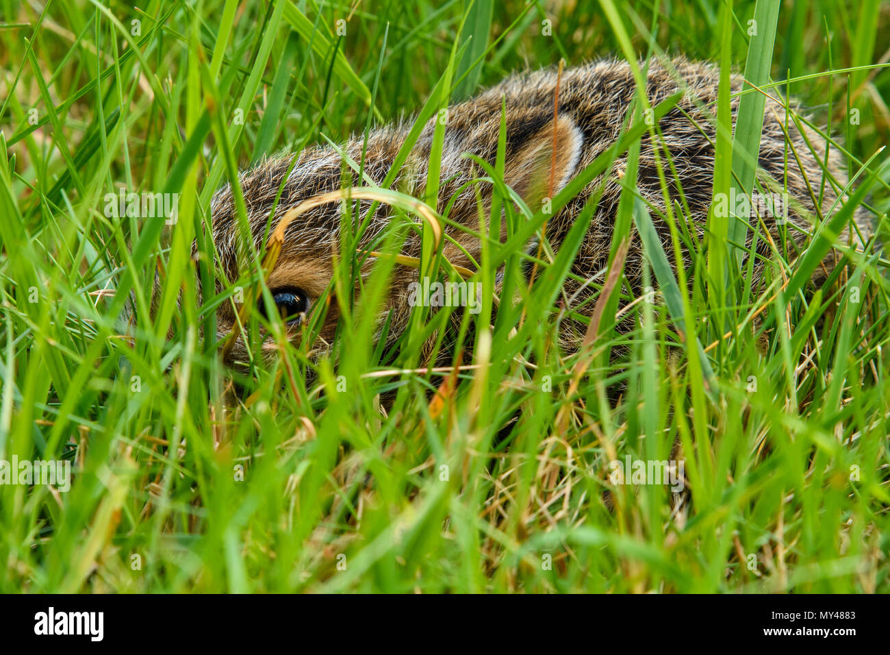 Varying hare (Lepus americanus) Newborn hiding in grass, Greater Sudbury, Ontario, Canada Stock Photo