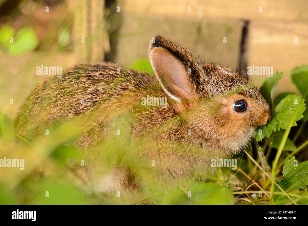 Young Dwarf Rabbit - munching a Parsley leaf Stock Photo - Alamy