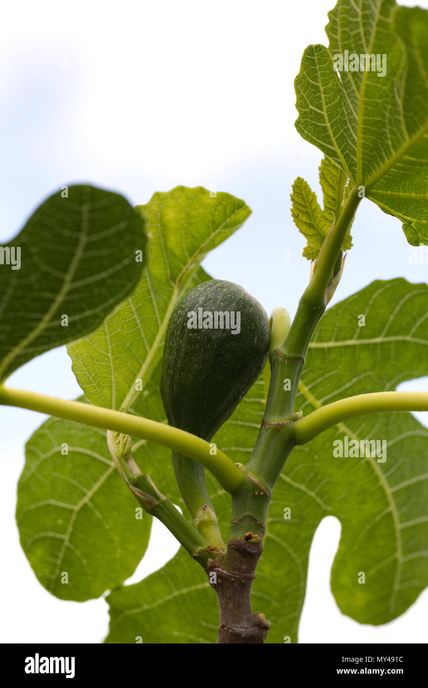 Ficus carica. Developing fig fruit growing outdoors in the UK. Stock Photo