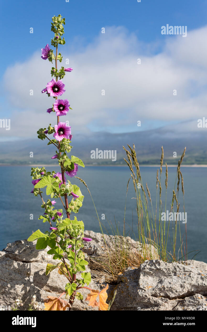 Tree Mallow growing by the sea in Tralee Bay, County Kerry, Ireland Stock Photo