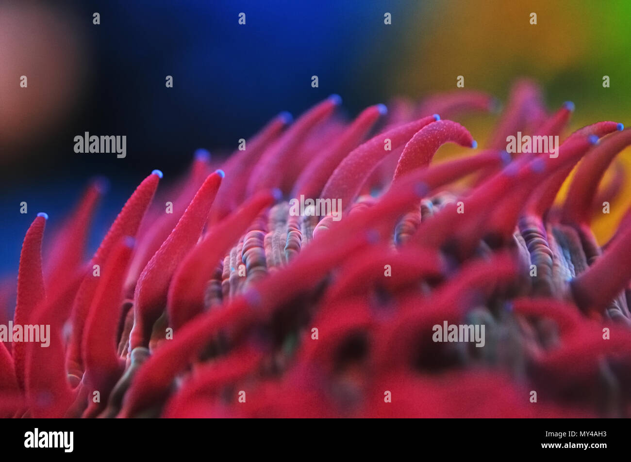 red and pink long tentacle plate coral Stock Photo