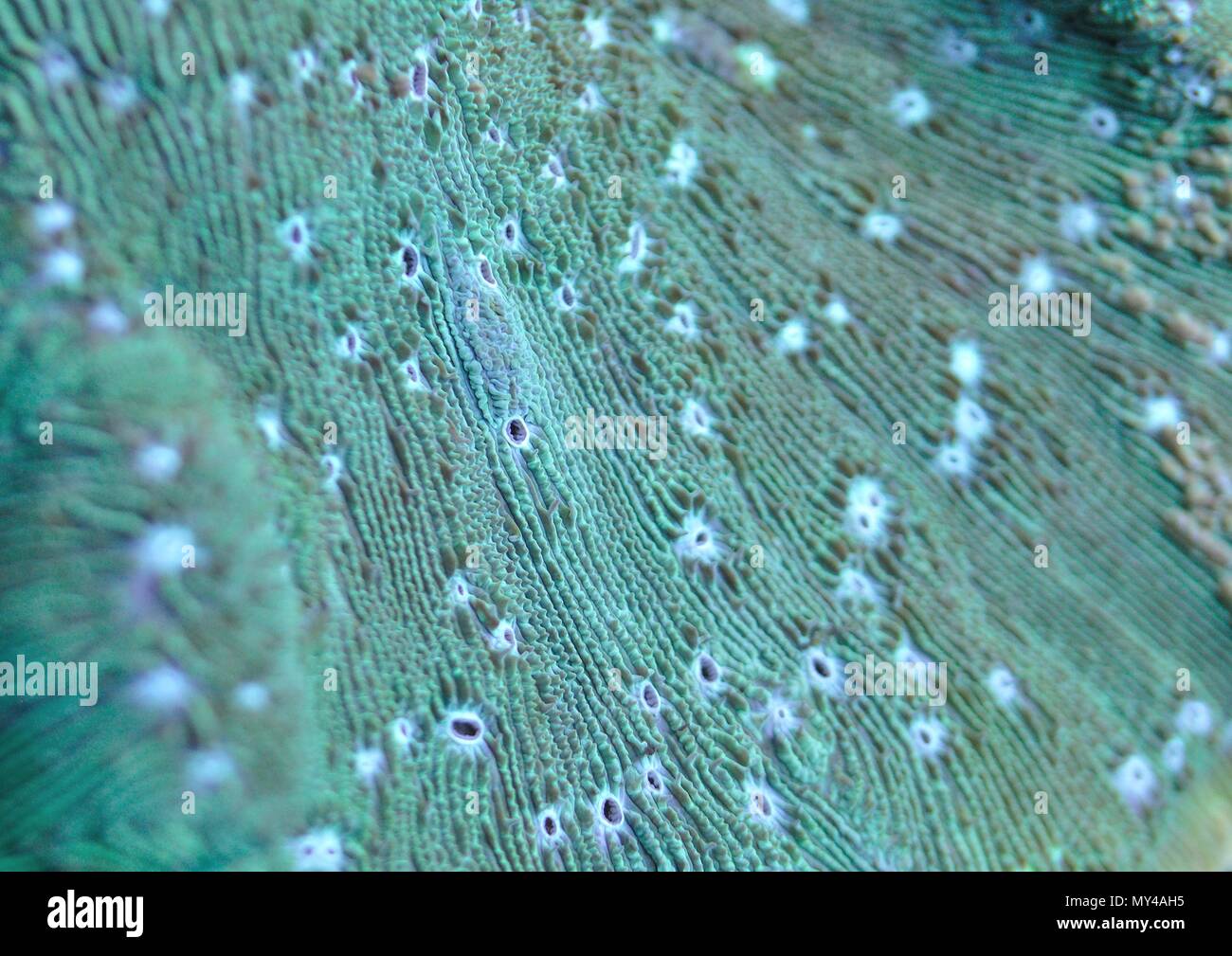 green plating coral closeup Stock Photo