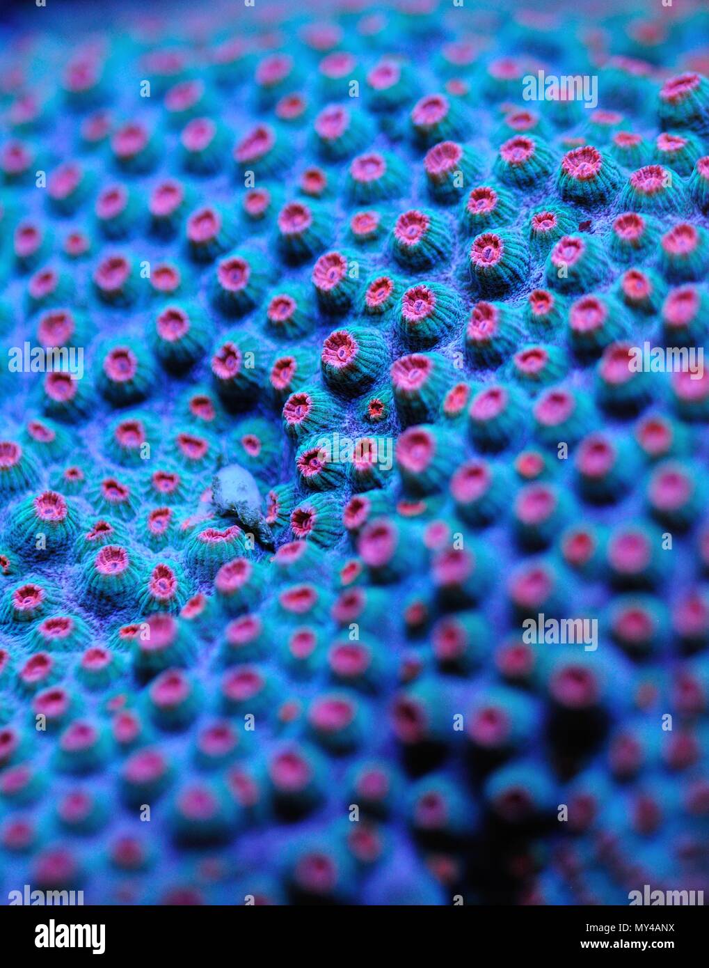 Blue and pink meteor shower coral closeup Stock Photo