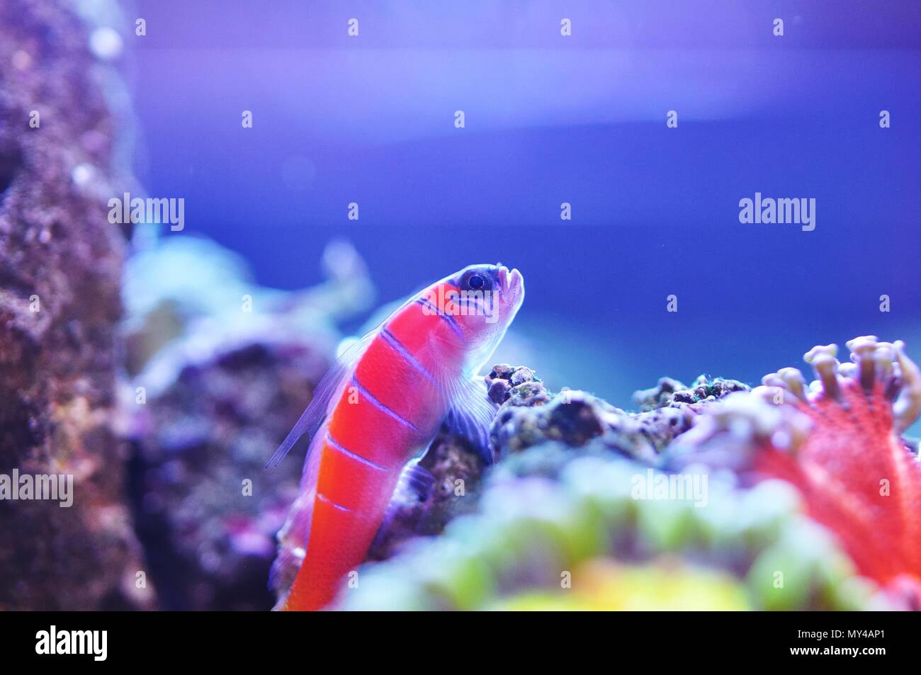Catalina goby sits perched on some rocks amid rock flower anemones. Stock Photo