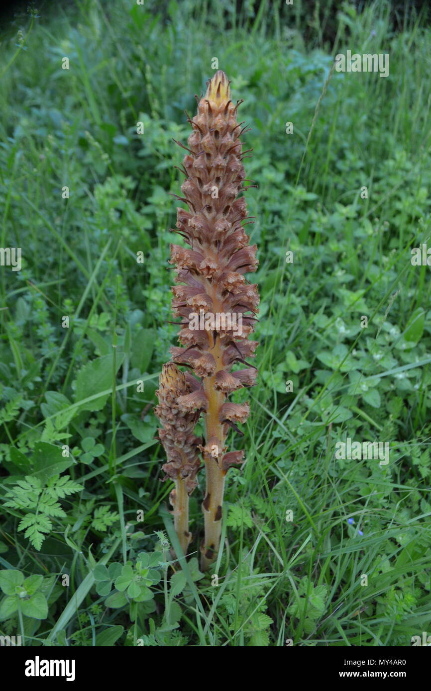 Orobanche elatior is a parasitic plant which uses other plants as hosts. It grows to a height between 50cm - 70cm with a large inflorescence. Stock Photo