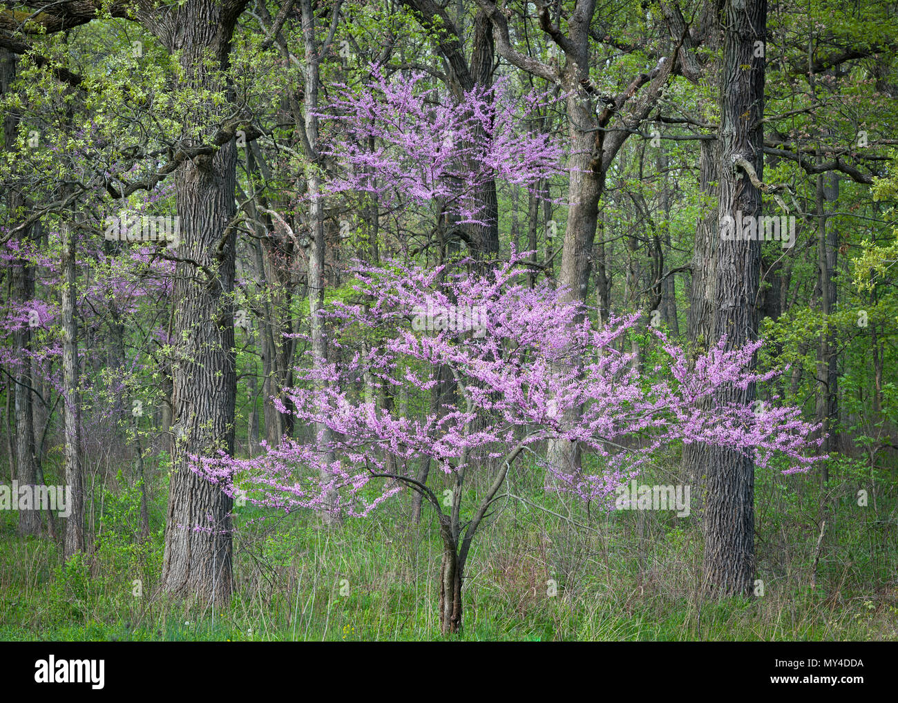 The pink flowers of an eastern redbud tree are framed the spring green