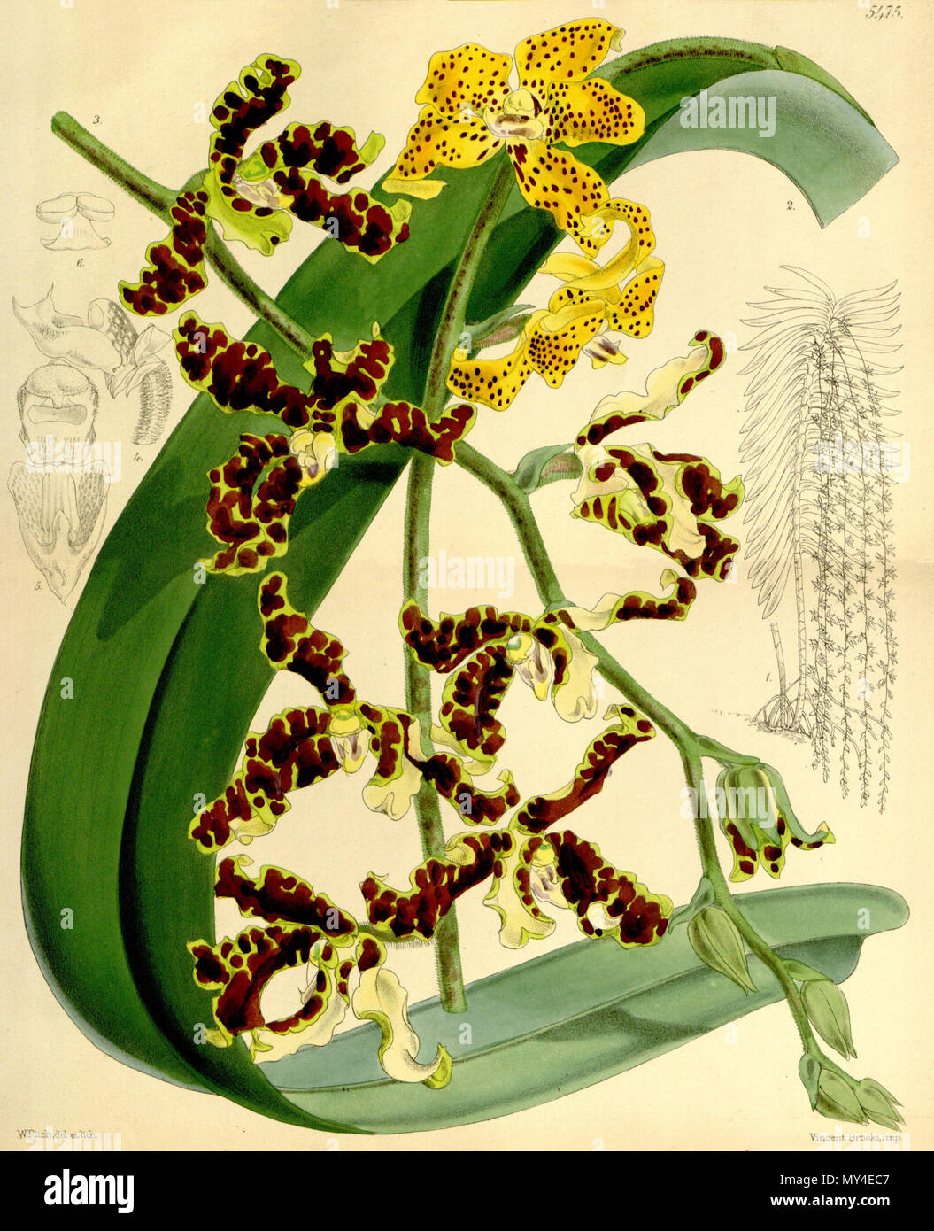 . Illustration of Dimorphorchis lowii ( or Renanthera lowii) . 1864. Walter Hood Fitch (1817-1892) del. et lith. Description by William Jackson Hooker (1785—1865) 141 Dimorphorchis lowii (Renanthera lowii) - Curtis' 90 (Ser. 3 no. 20) pl. 5475 (1864) Stock Photo