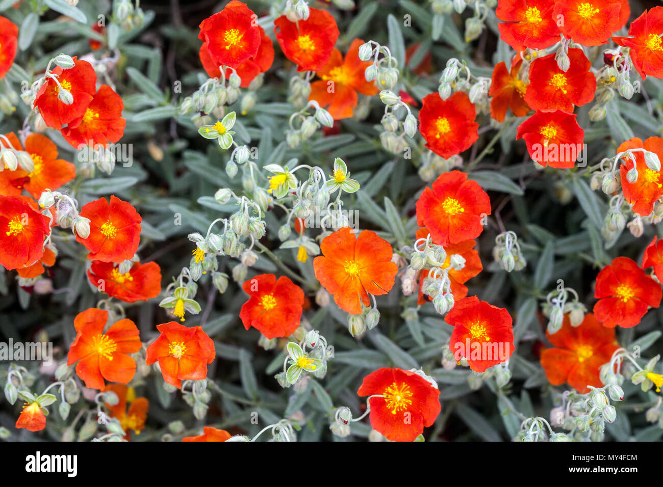 Helianthemum Henfield Brilliant, Rock rose in bloom Stock Photo