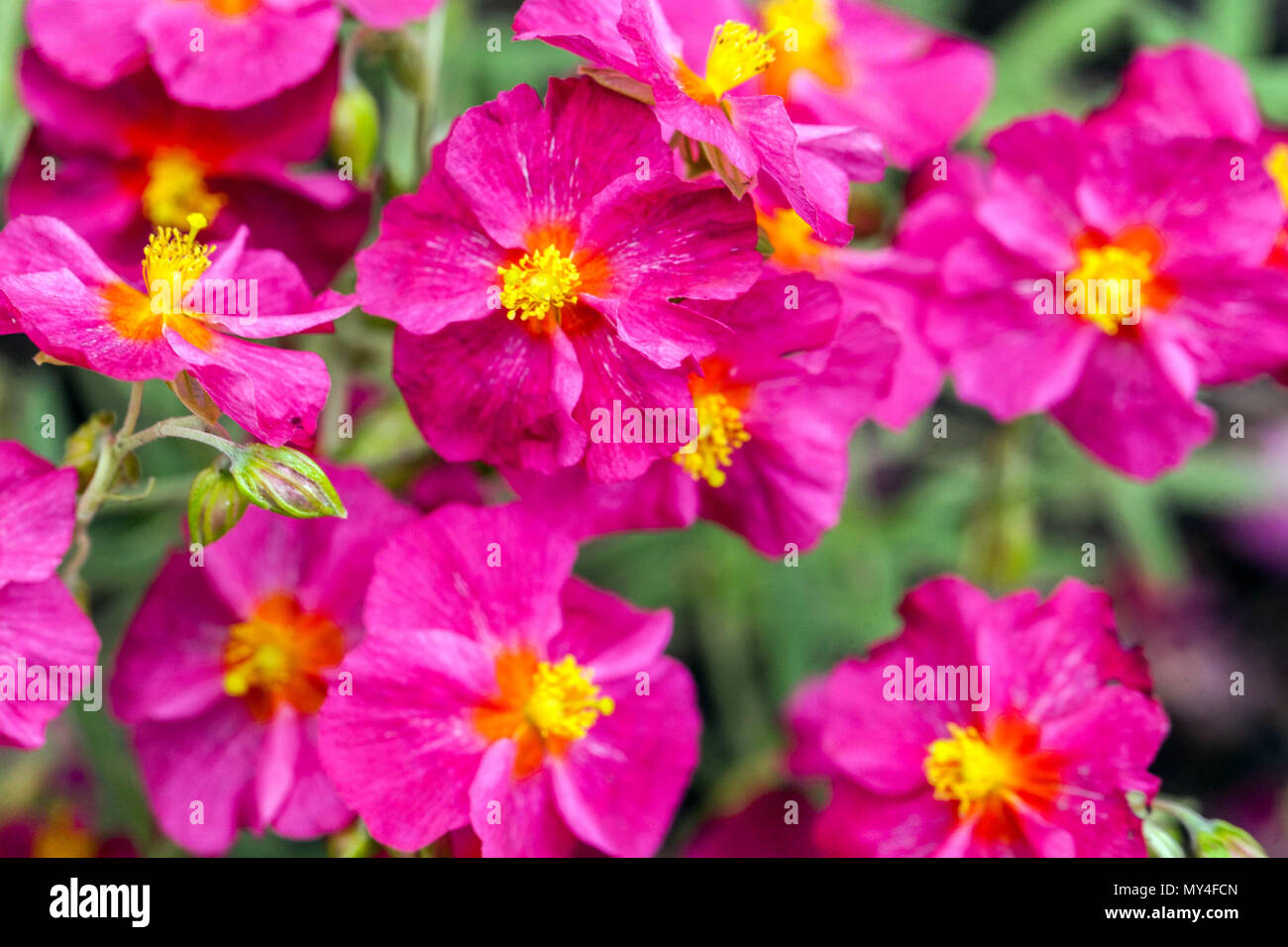Purple Helianthemum Rock rose flower close up Stock Photo