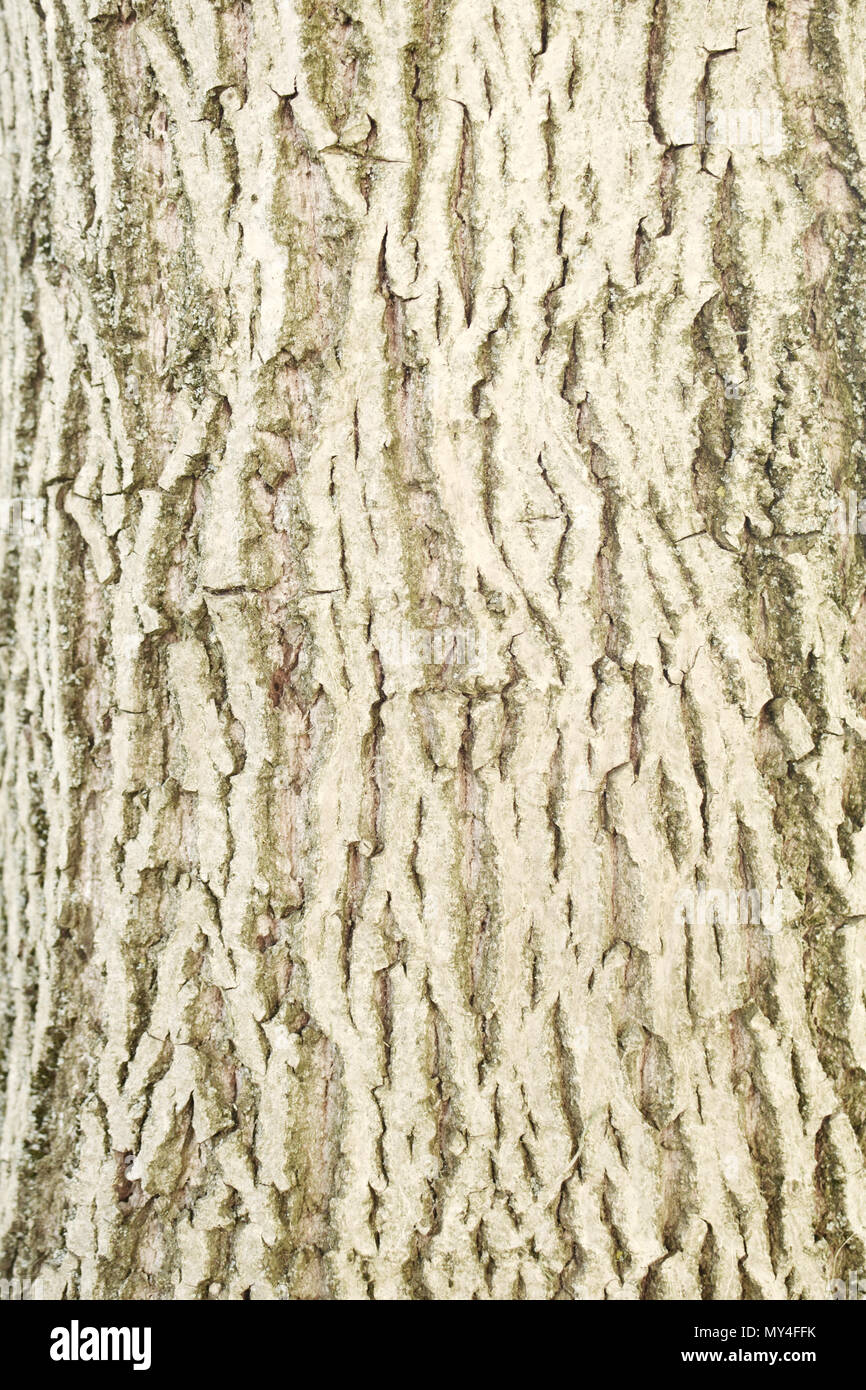 Walnut tree bark hires stock photography
