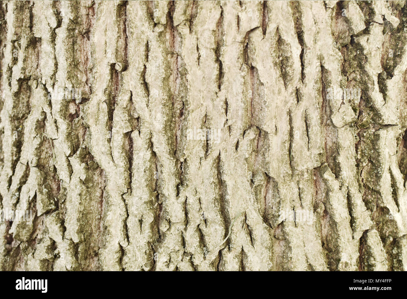 Walnut tree bark hires stock photography